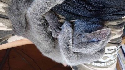 ペットの猫の画像