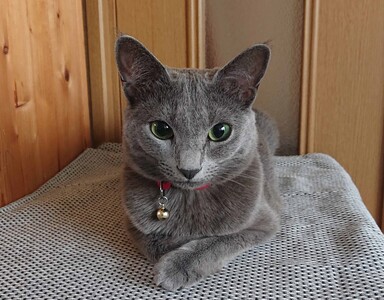 ペットの猫の画像